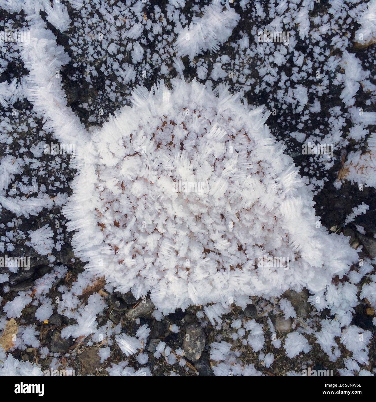Raureif auf Blatt, ersten Frost November, Issaquah, Washington, schwarz und weiß Stockfoto