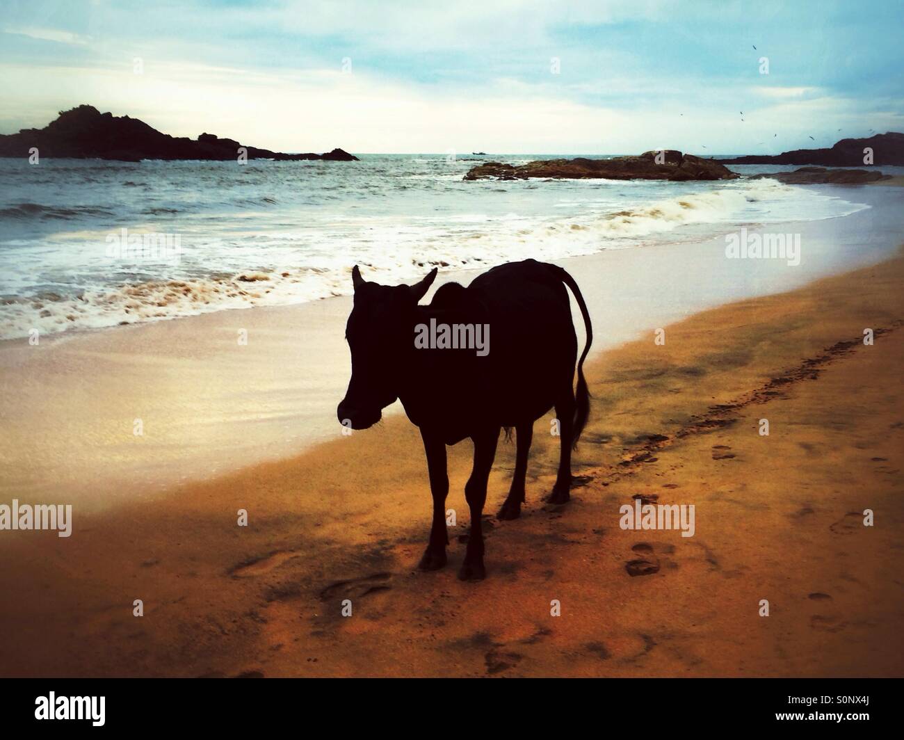 Kuh am Strand Stockfoto