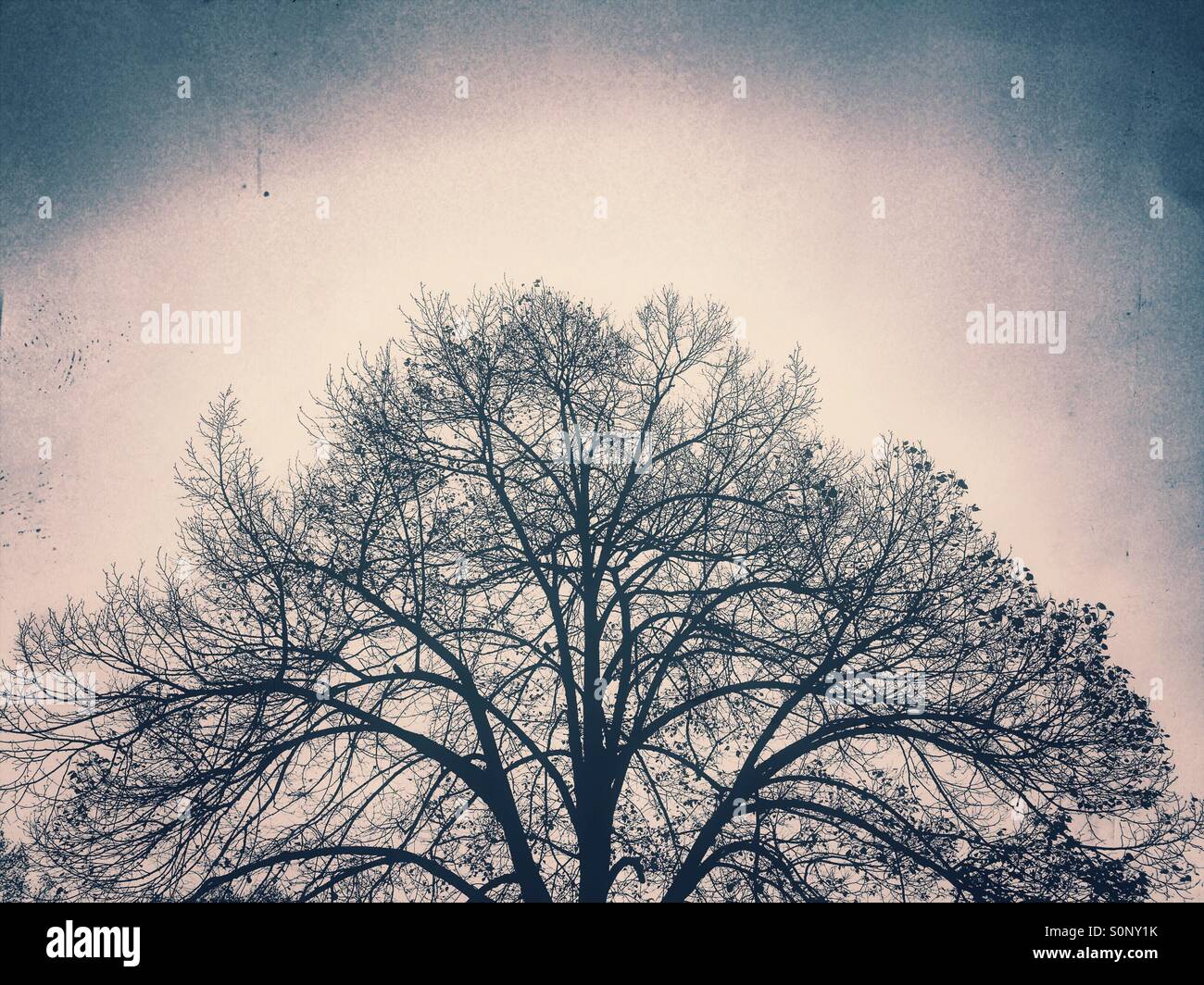 Winter Baum Stockfoto