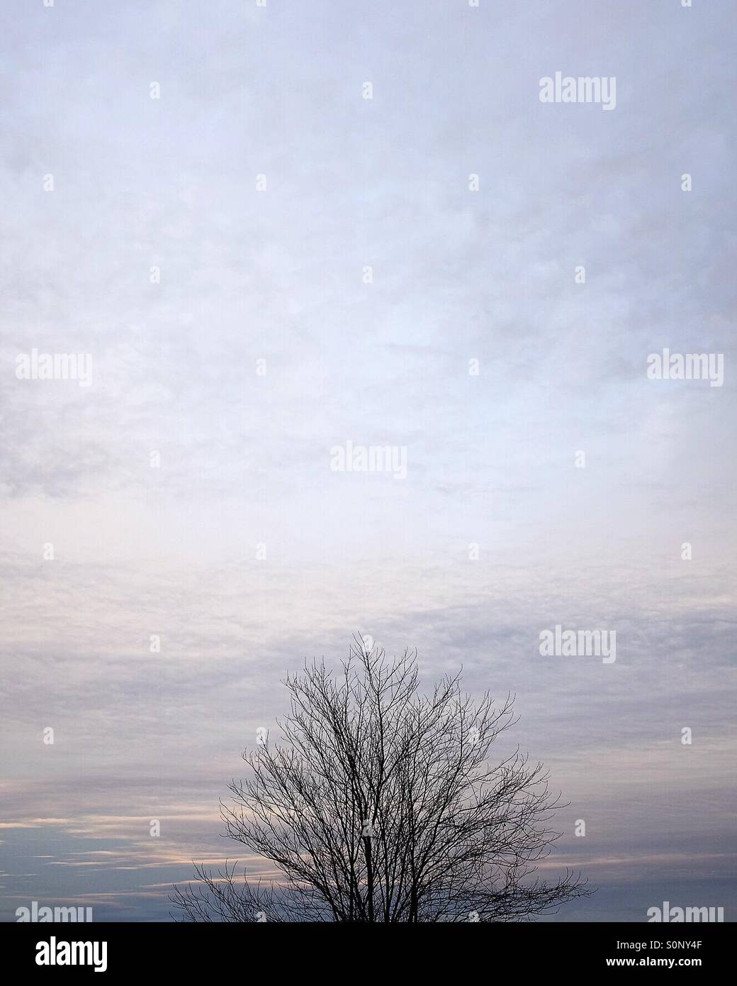 Kahlen Baum bei Sonnenaufgang Stockfoto
