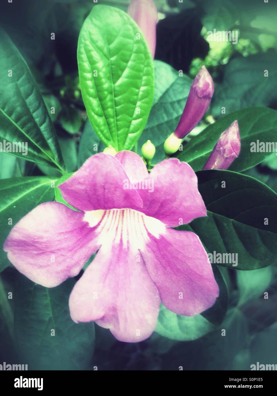 Rosa Tropenblume Stockfoto