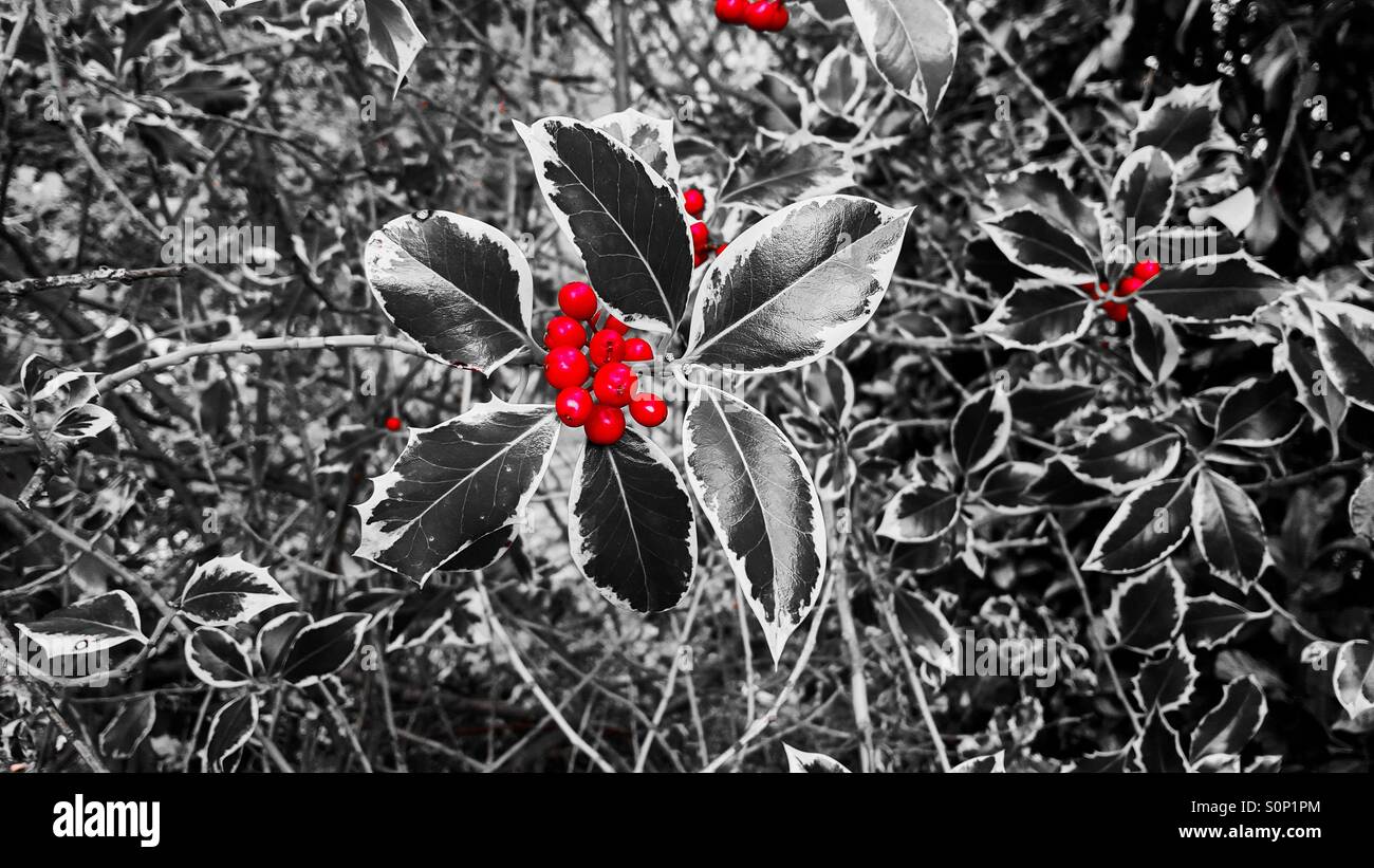 Farbe tauchte bunte Stechpalme (Ilex) mit leuchtend roten Beeren Stockfoto