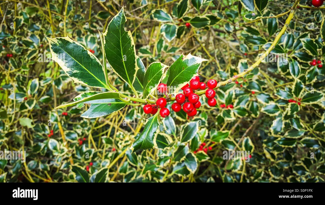Leuchtend rote Beeren auf bunte Stechpalme (Ilex) - Smartphone-aufgenommenes Stockfoto