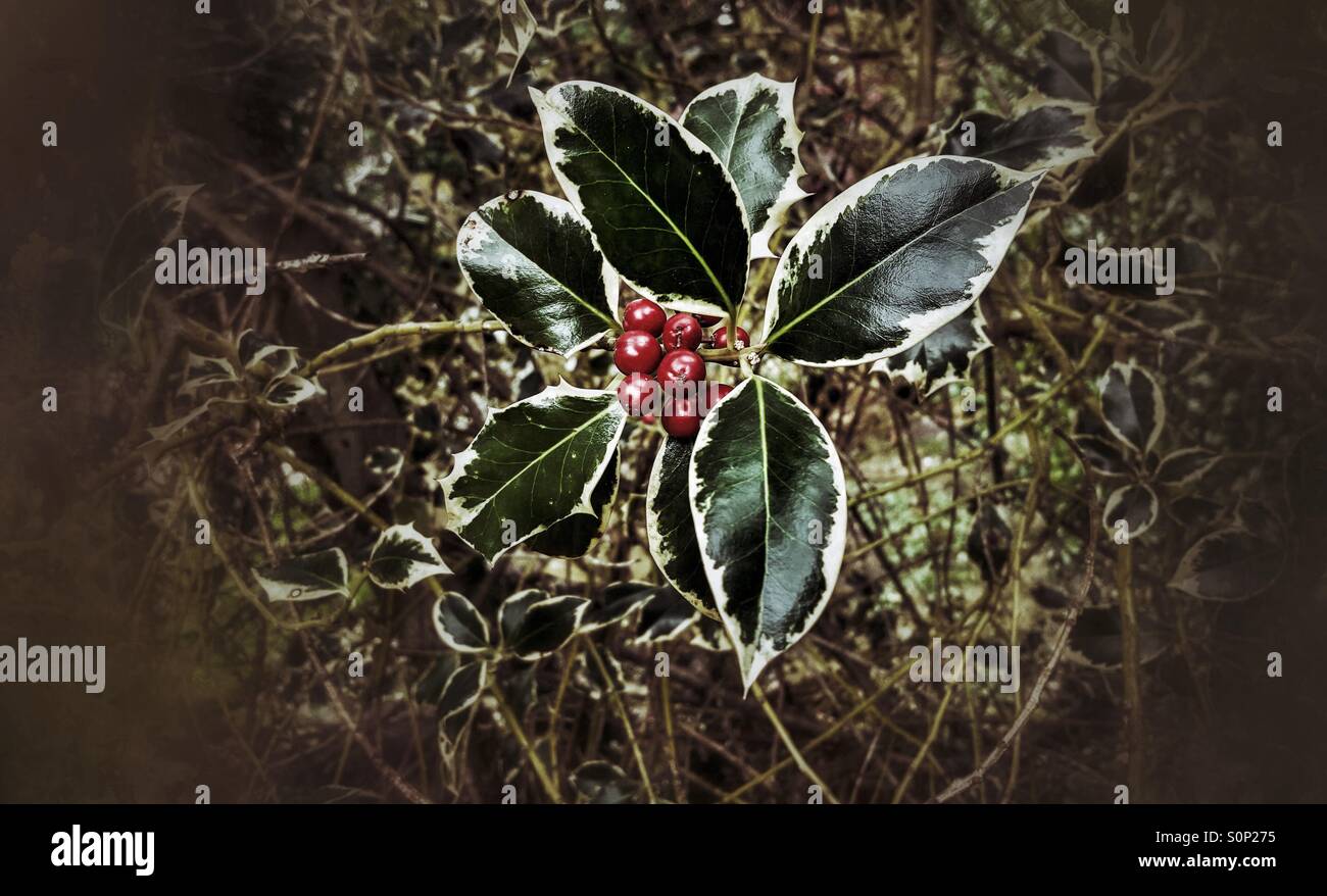 Holly rote Beeren mit bunten Blättern im Noir-Stil - Smartphone-aufgenommenes Stockfoto