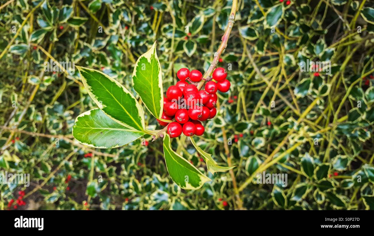 Zweig der Stechpalme mit Haufen von roten Beeren und bunte Blätter - Smartphone-aufgenommenes Stockfoto