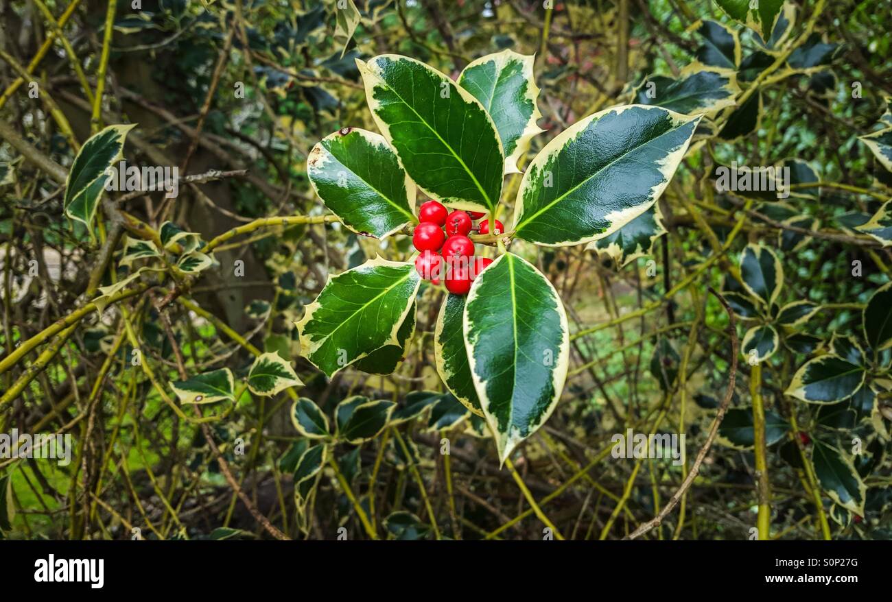 Bunte Holly verlässt mit einem Bündel von roten Beeren - Smartphone-aufgenommenes Stockfoto