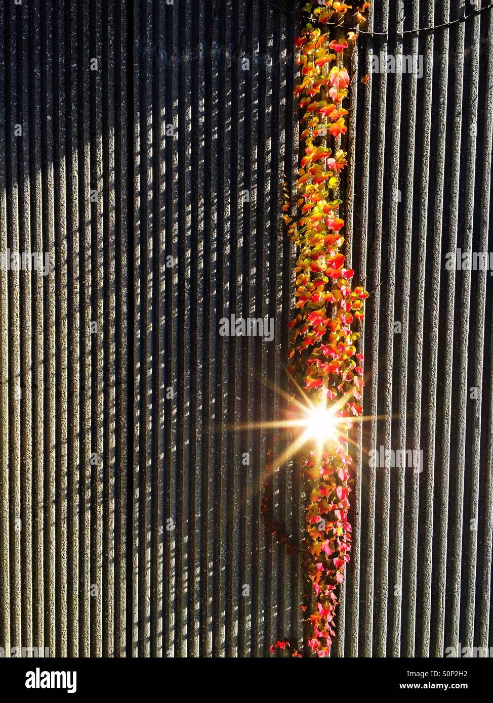 Fällt leicht. Sonnenstrahlen, die tiefe diagonale Schatten verursachen, springen in einem Flair auf einer Weinrebe, die eine Betonstruktur hinunterstürzt. Goldene Gelb- und Orangetönen, Ontario, Kanada. Stockfoto