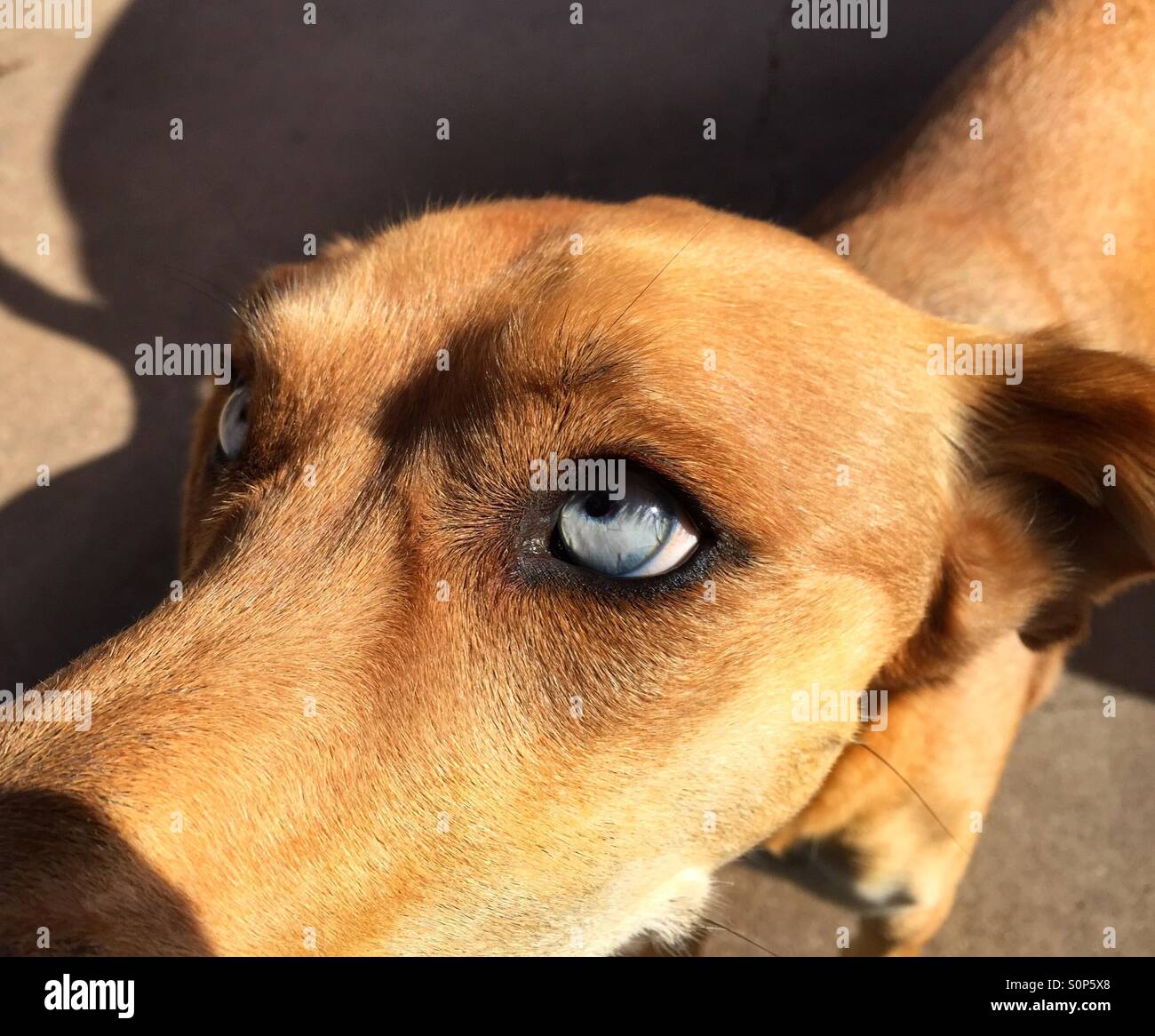 Blue eyed Hund Stockfoto
