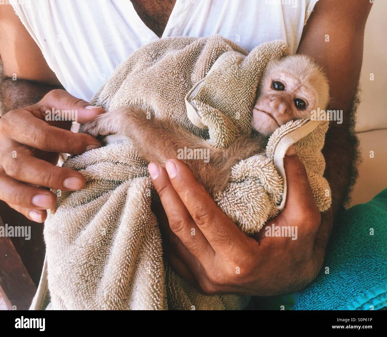 Affe in ein Handtuch zu verletzen Stockfoto