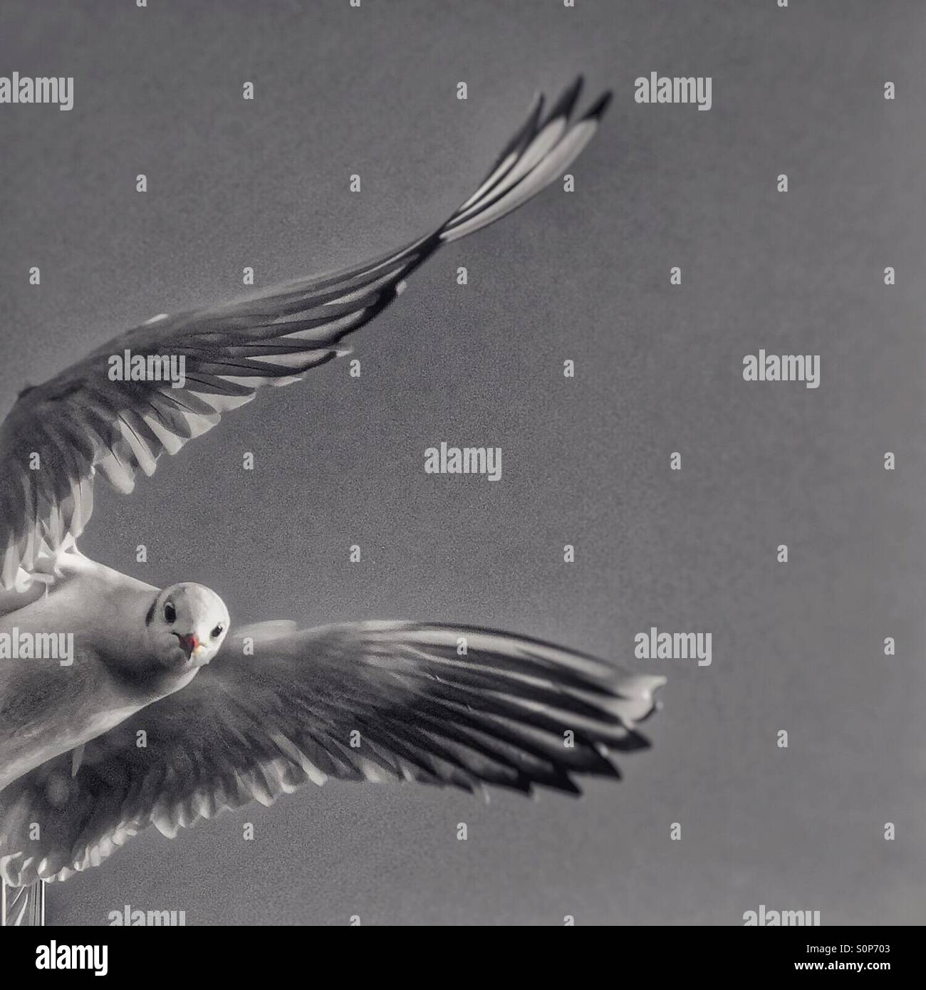 Möwe im Flug - Smartphone-aufgenommenes Stockfoto