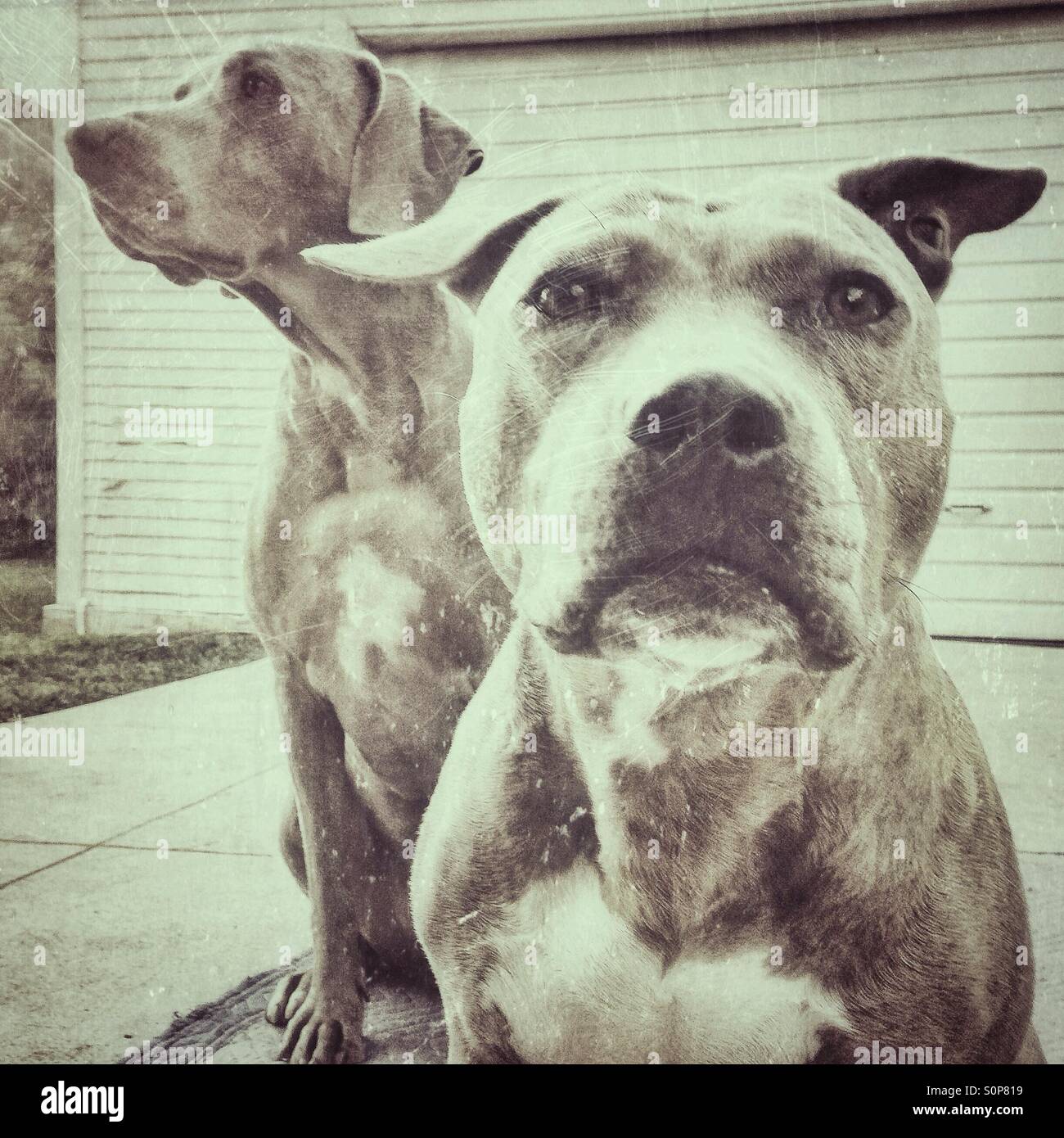 Porträt von Erwachsenen braun gestromt Pitbull Hund und Weimaraner Stockfoto