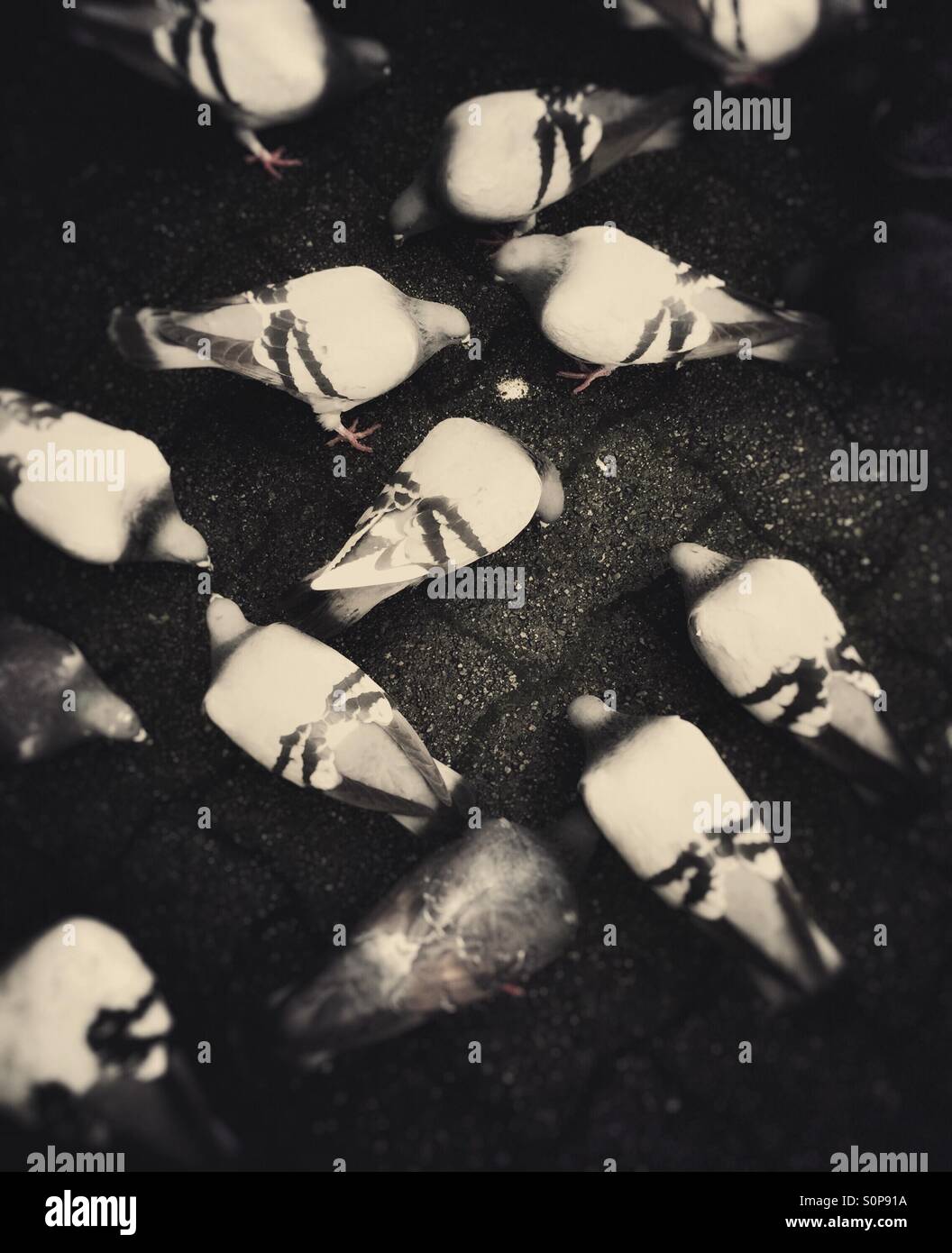 Gruppe von Tauben Essen auf Pflastersteine. - Smartphone-aufgenommenes Stockfoto