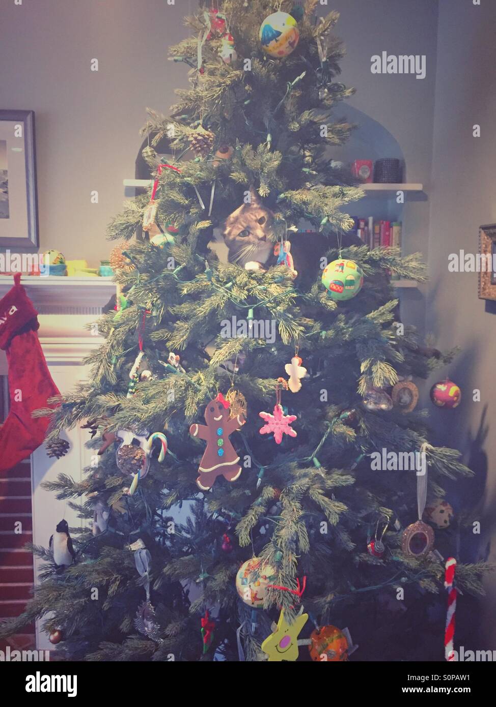 Katze streckt in den Weihnachtsbaum. Stockfoto