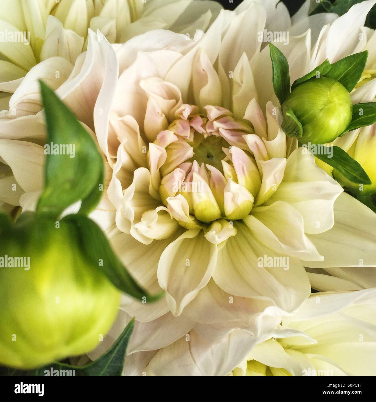 Wunderschöne Dahlien. Die nationale Blume von Mexiko. Stockfoto