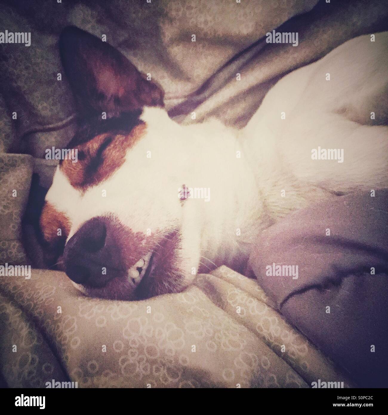 Nahaufnahme von einem Jack Russell Terrier Hund schlafen in einem kuscheligen Bett mit den Zähnen zeigen. - Smartphone-aufgenommenes Stockfoto