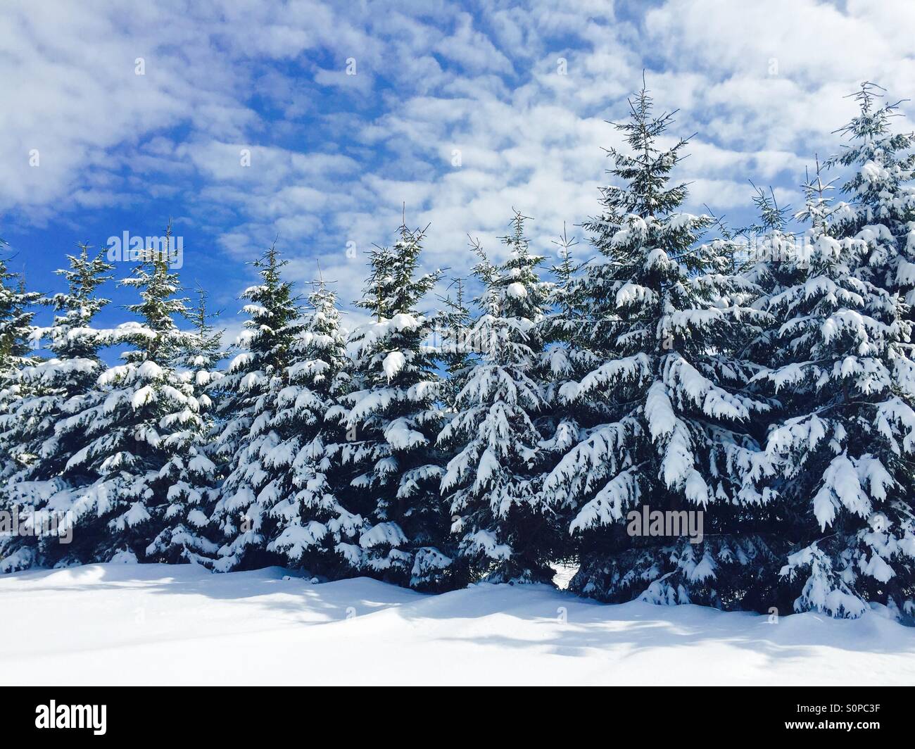 Kegel Pinienwald mit Schnee bedeckt - Smartphone-aufgenommenes Stockfoto