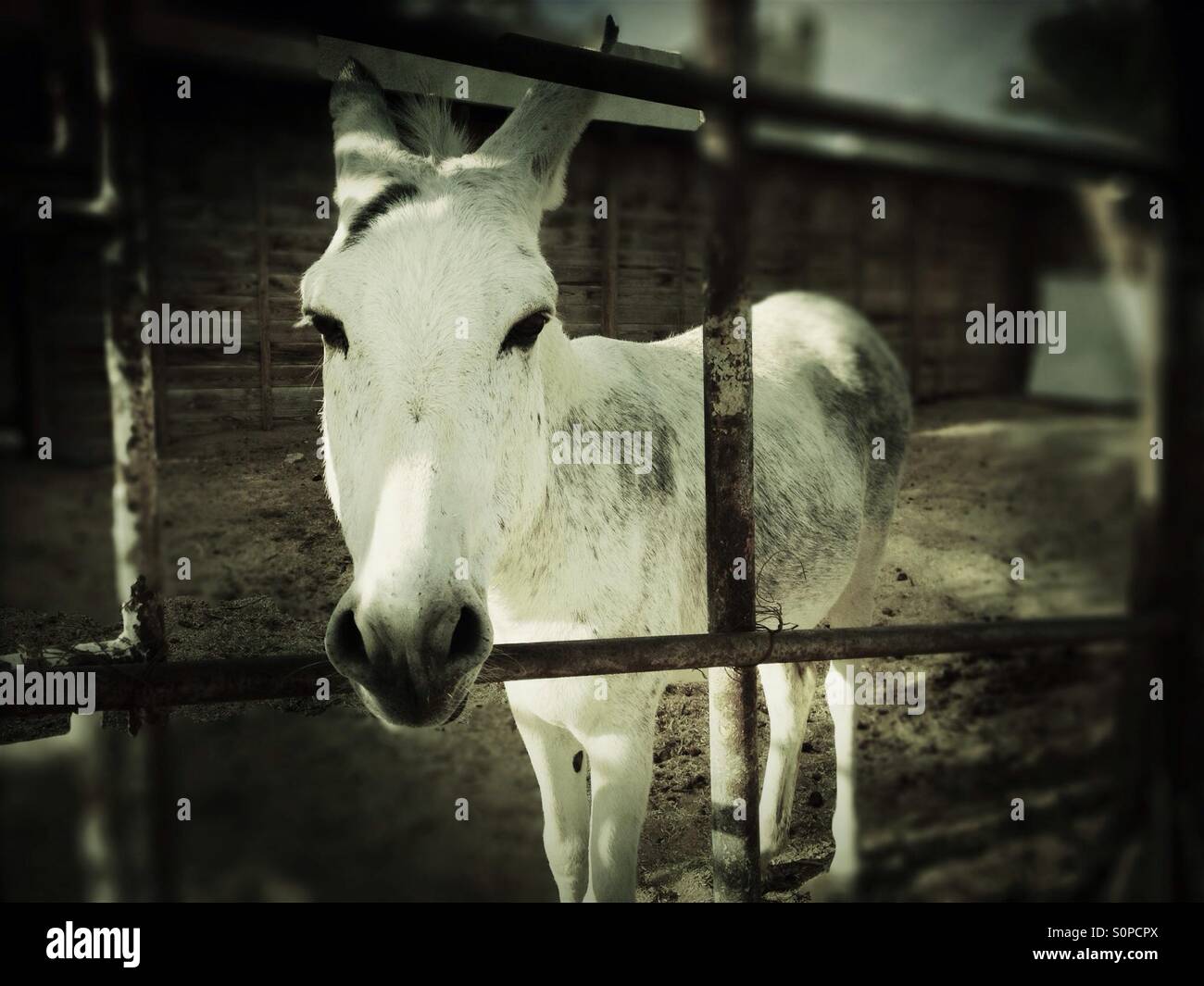 Weiße Esel schaut durch Zaun in die Kamera Stockfoto