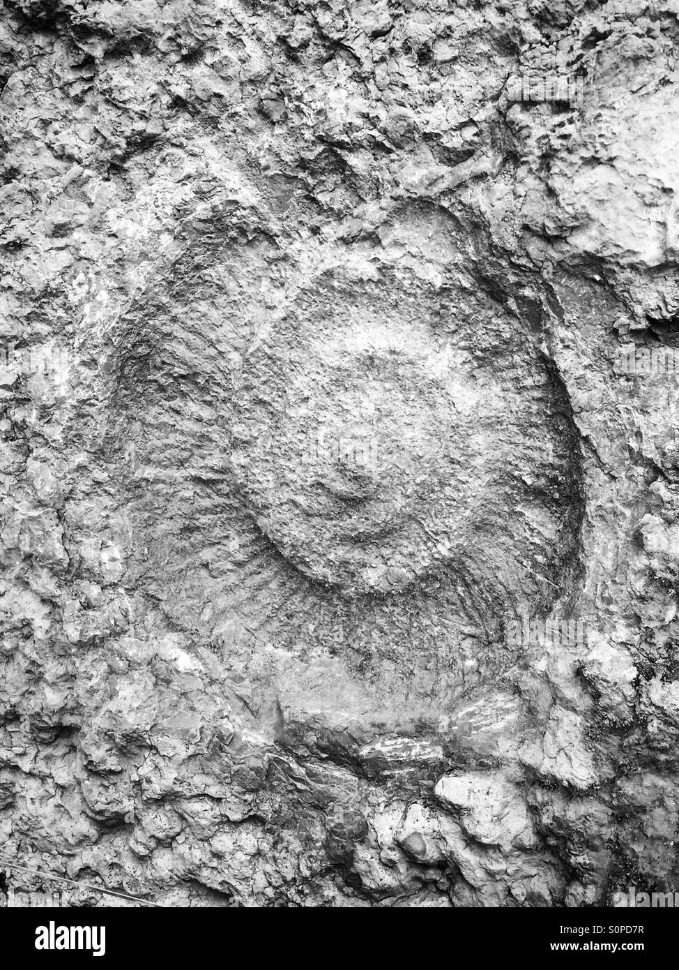 Fossil auf einer Felswand in Caminito del Rey, Ardales (Málaga) Stockfoto