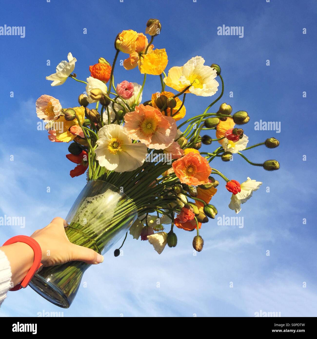 Mädchen hält eine Vase mit bunten hellen frischen Schnittblumen. Spritzen von Mohn! Stockfoto