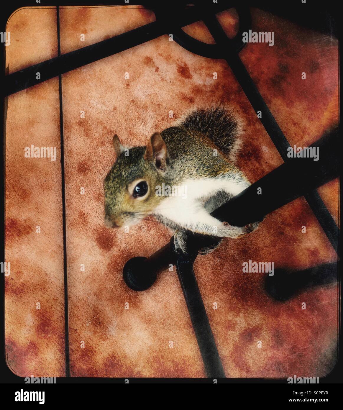 Eichhörnchen Klettern bis Tischbein - Smartphone-aufgenommenes Stockfoto