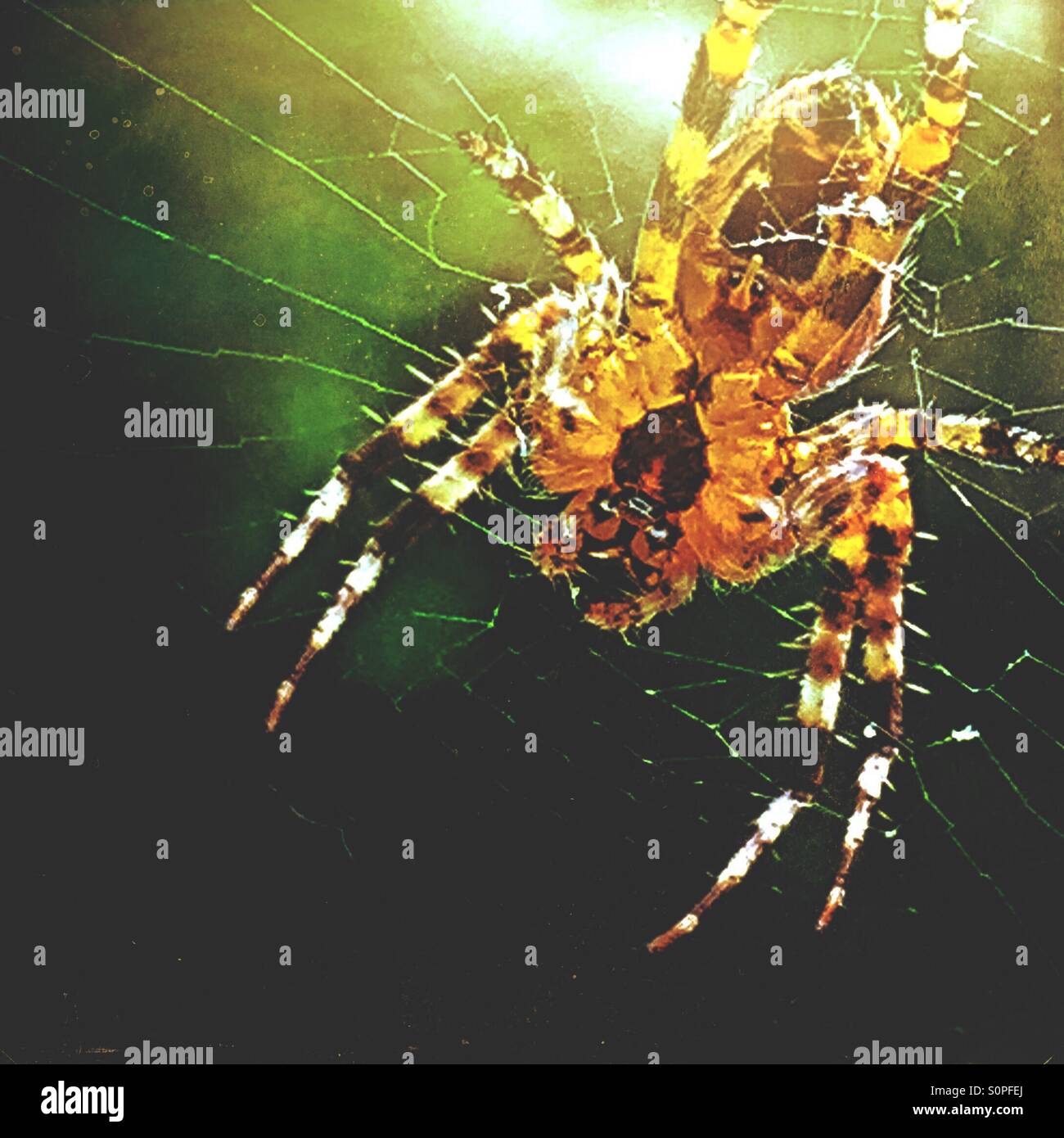 Spinne auf einer Webseite - Smartphone-aufgenommenes Stockfoto