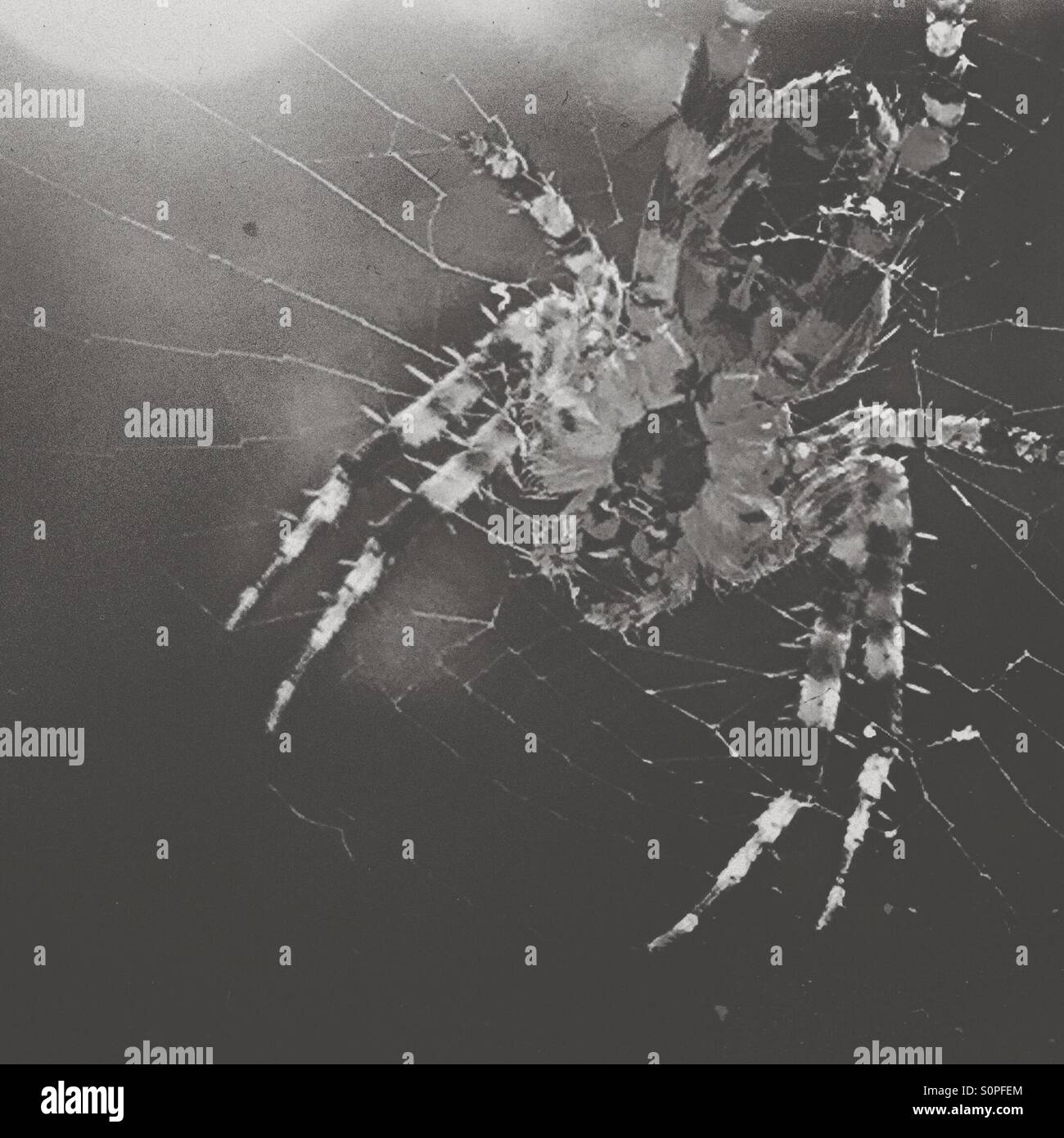 Spinne auf einer Webseite - Smartphone-aufgenommenes Stockfoto
