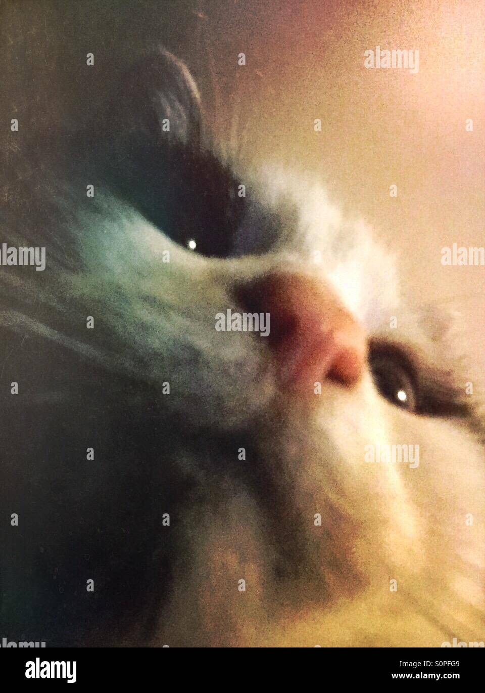 Katze Bild von unten - Smartphone-aufgenommenes Stockfoto