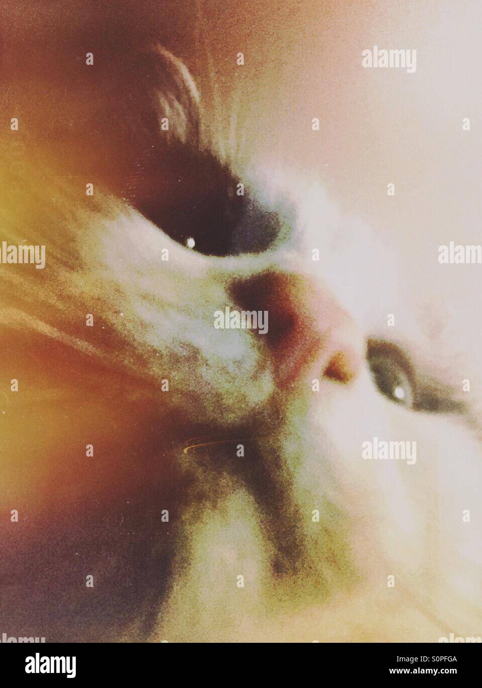 Katze von unten fotografiert - Smartphone-aufgenommenes Stockfoto