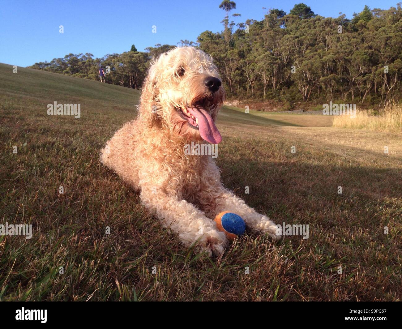 Glücklicher Hund liegen auf dem Gebiet mit ball Stockfoto