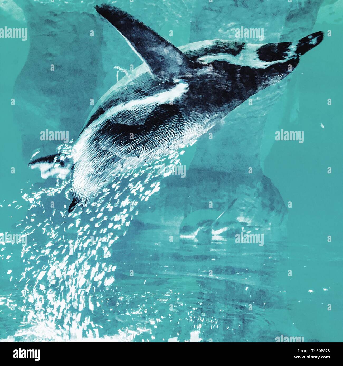 Kopf unter Wasser Pinguin Stockfoto