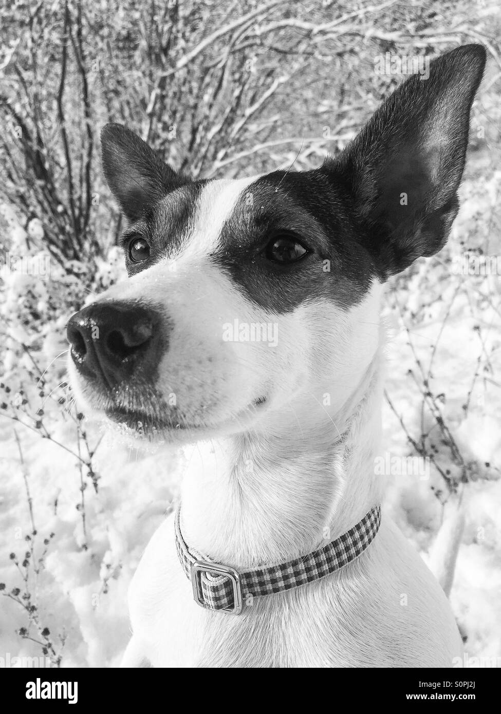Porträt eines Jack Russell Terrier Hundes in Schwarz-weiß - Smartphone-aufgenommenes Stockfoto