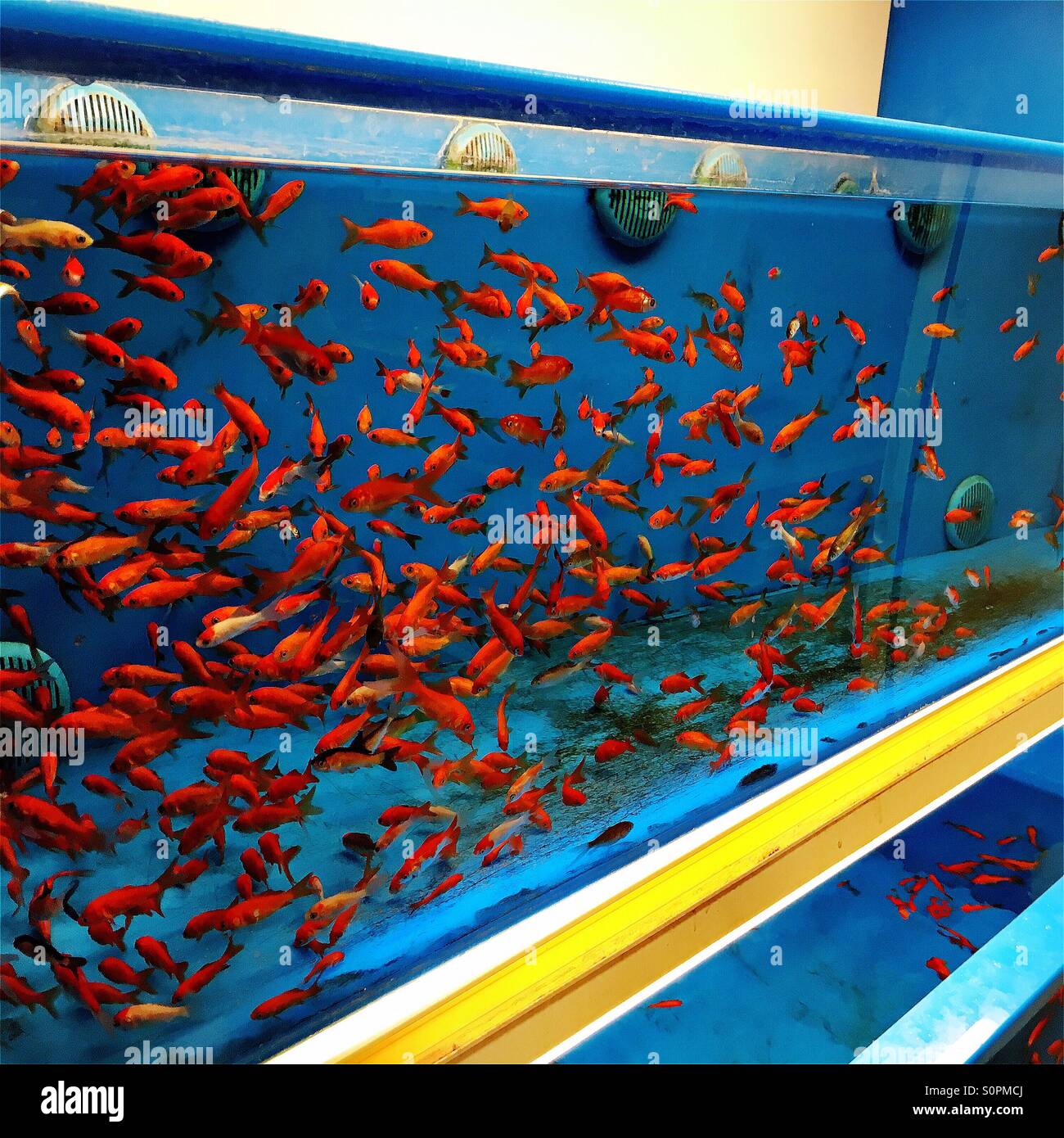 Goldfische in einem Aquarium Zoohandlung Stockfoto