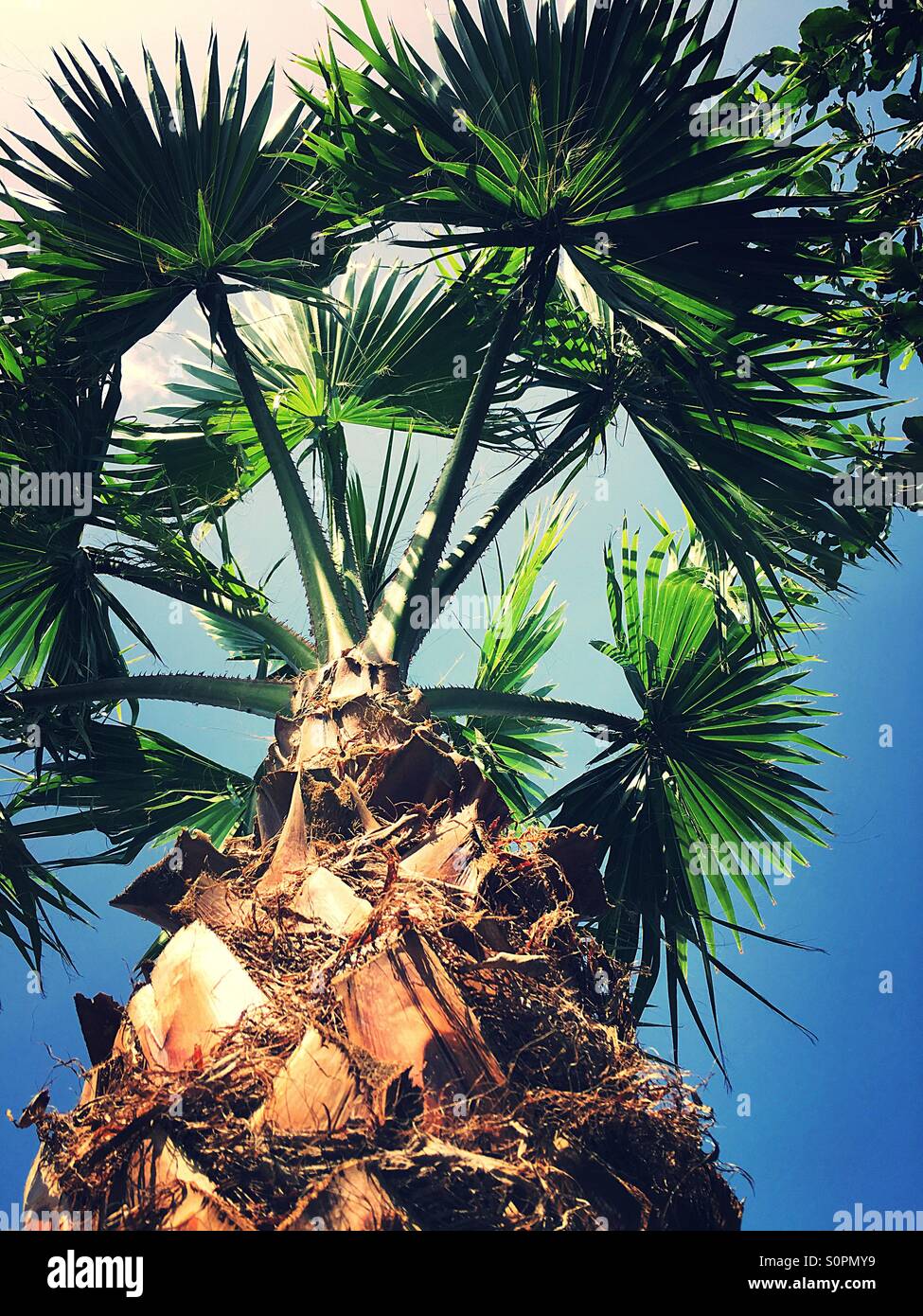 Blickte zu einer Palme mit Close up auf der Rinde - Smartphone-aufgenommenes Stockfoto