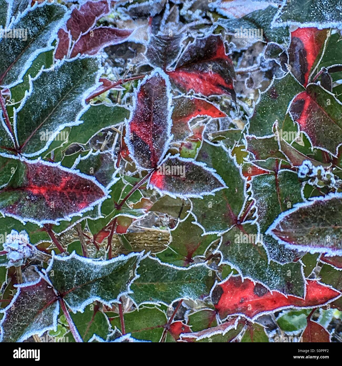 Mattierte Feld - Smartphone-aufgenommenes Stockfoto