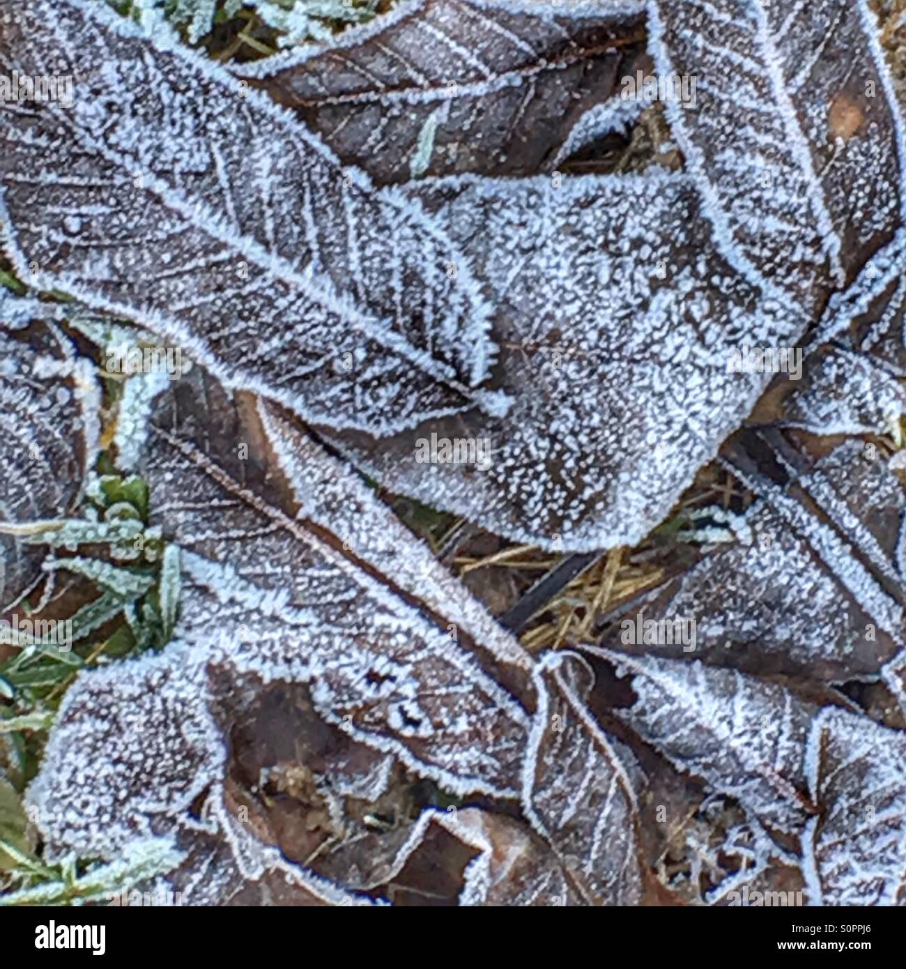Gefrorene Blätter - Smartphone-aufgenommenes Stockfoto