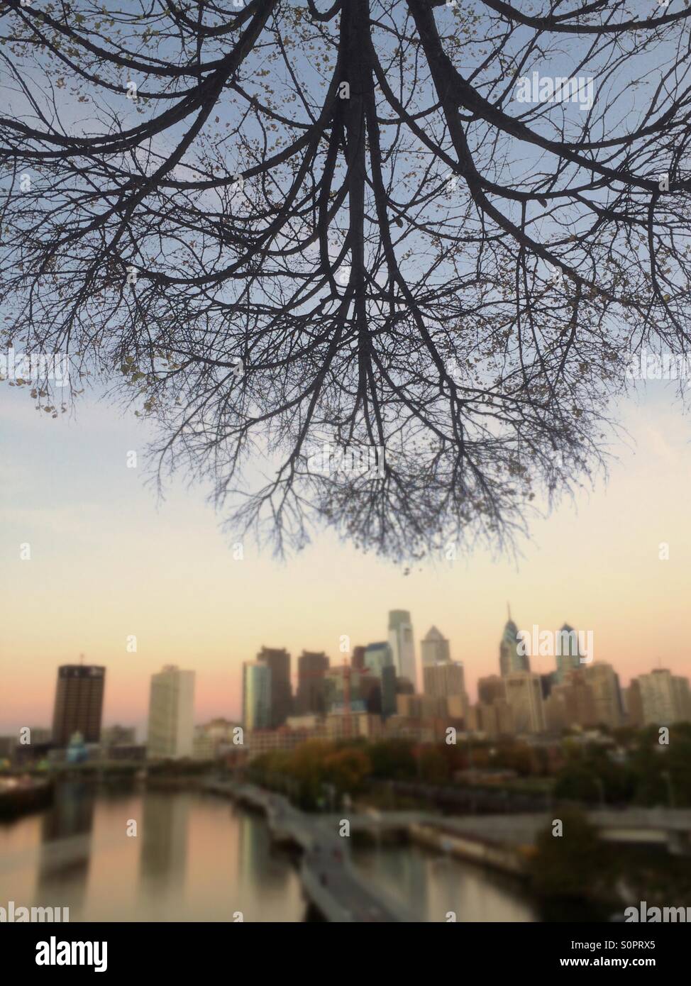Baum und städtischen Skyline, Philadelphia, Pennsylvania, USA Stockfoto