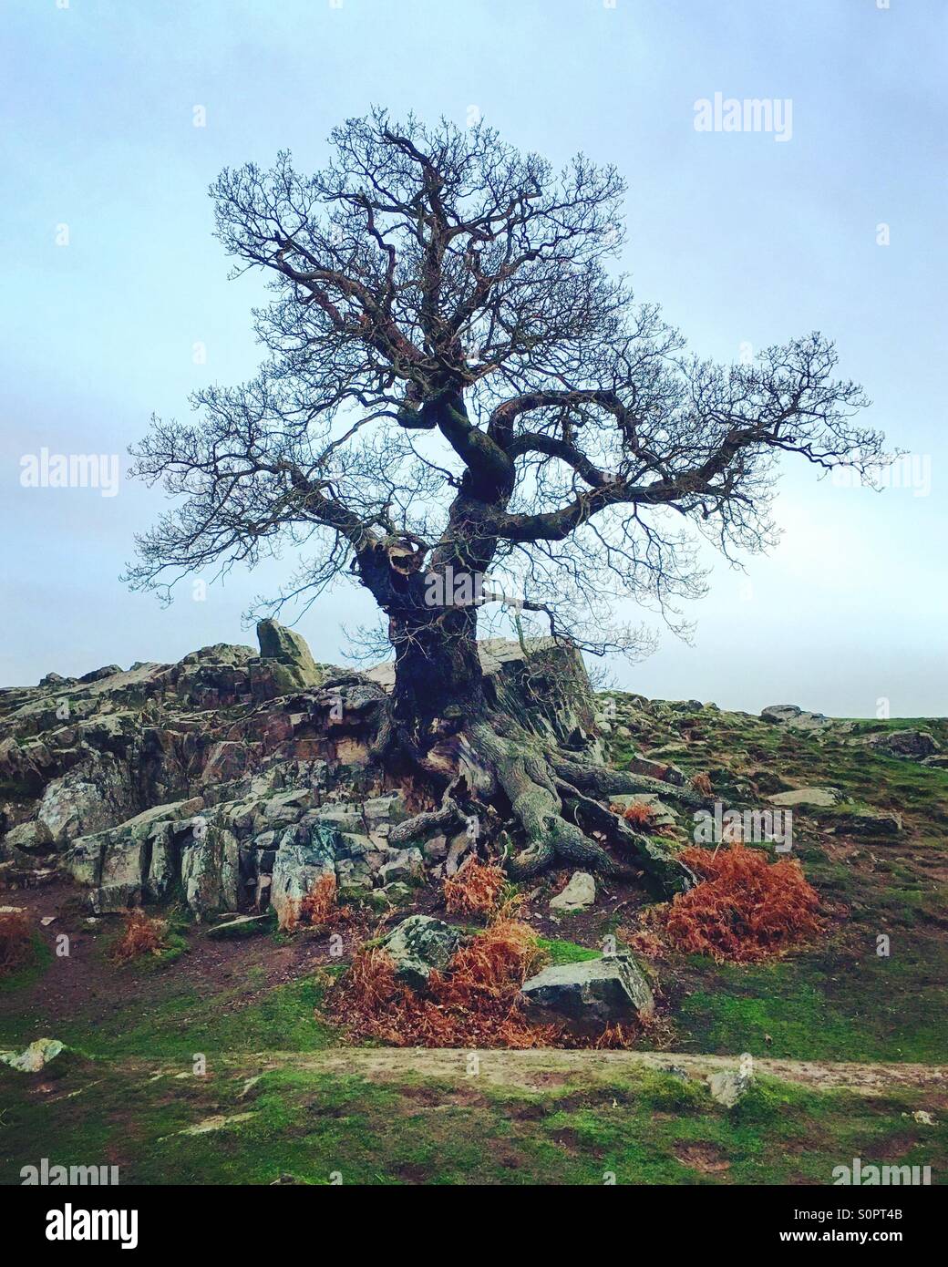 Desolate Baum in A Baron Winterlandschaft. - Smartphone-aufgenommenes Stockfoto