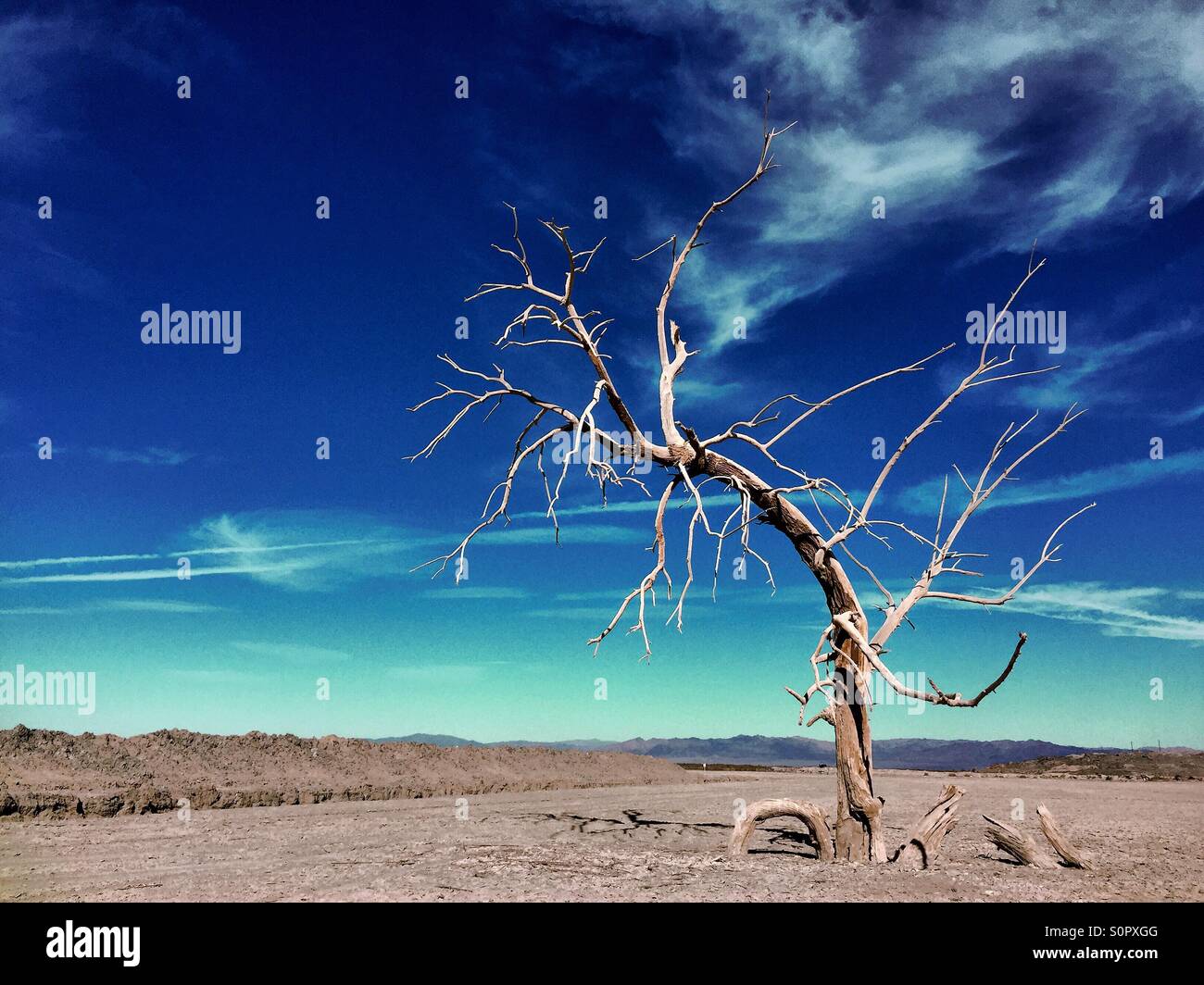 Tatooine Baum Stockfoto