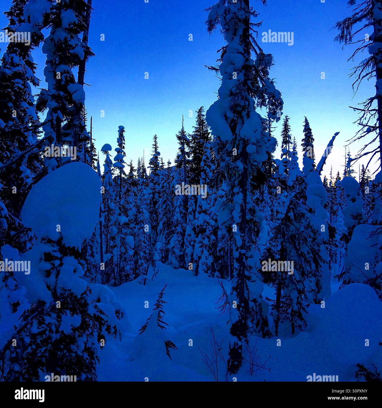 Mount Washington Skigebiet, Comox Valley Stockfoto