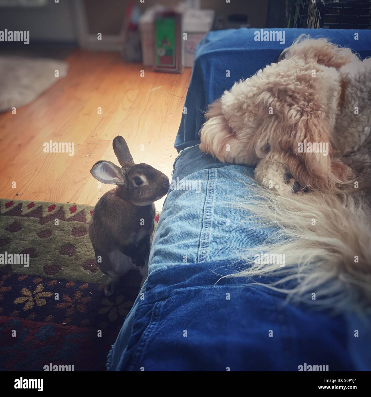 Hase untersucht Goldendoodle Hund auf der Couch schlafen. Stockfoto
