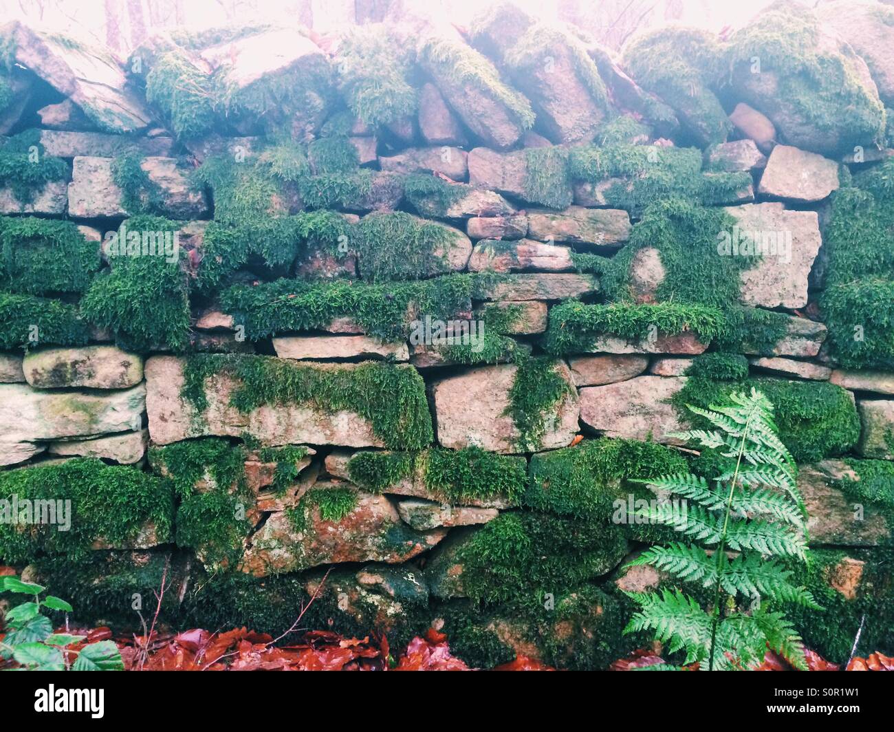 Eine Trockenmauer in Moos bedeckt. Stockfoto