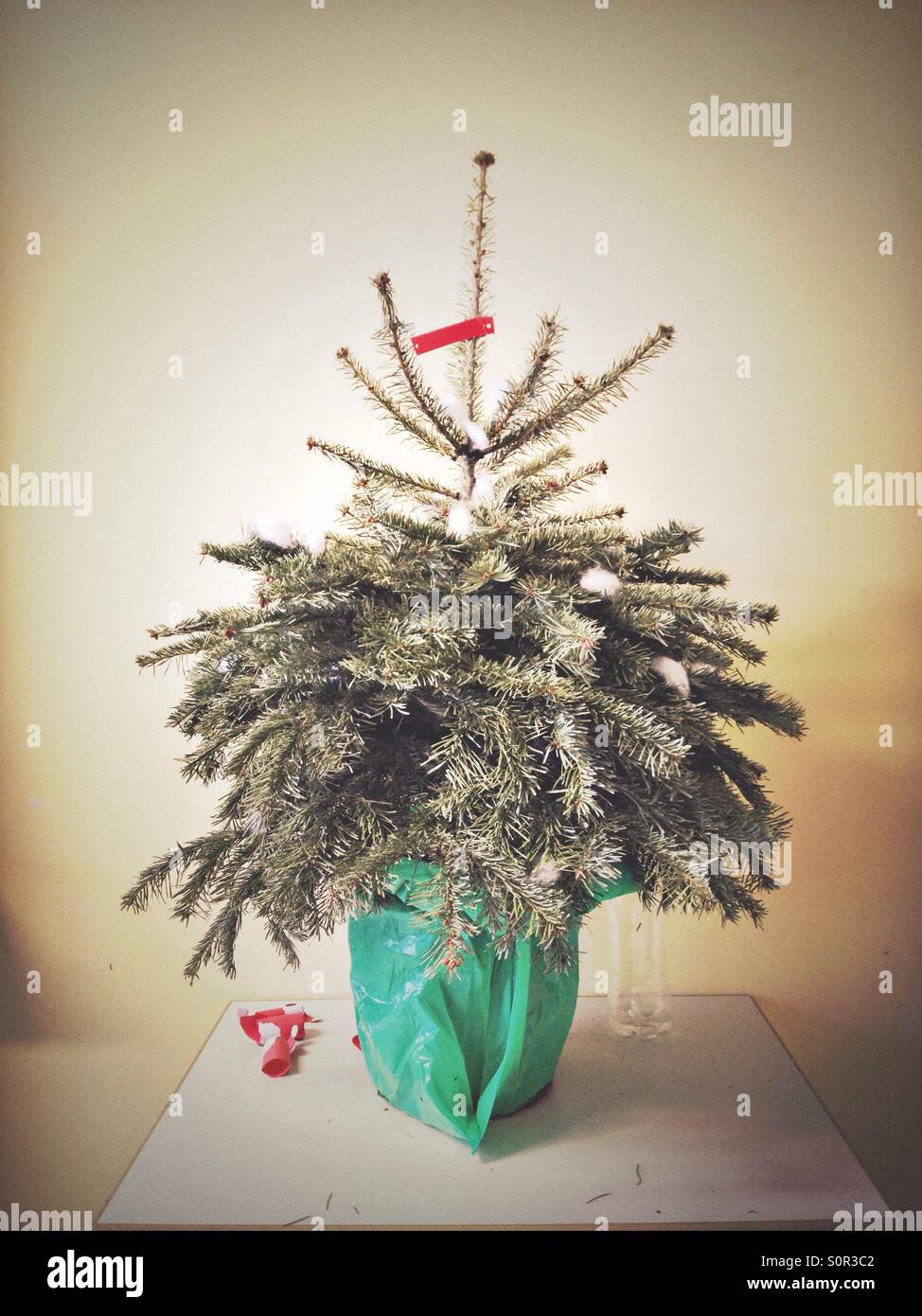Eine traurig aussehende ausgetrocknet Weihnachtsbaum auf einem Tisch Stockfoto