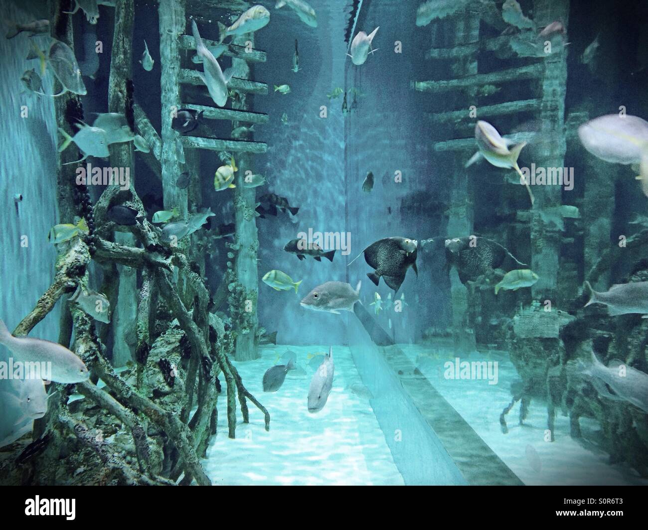 Riesenaquarium in Tradewinds Resort in Saint Petersburg, Florida. Stockfoto