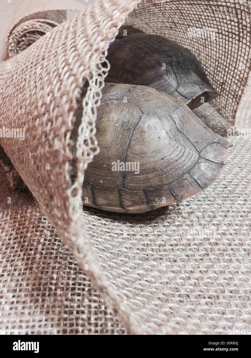 Schildkröte-Ruhezeit Stockfoto