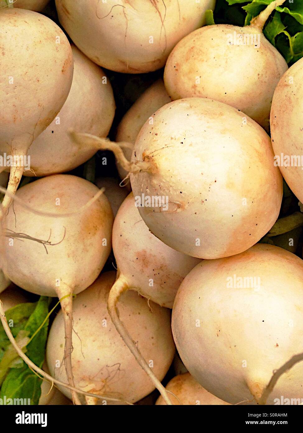 Frische, Reife Rüben - Smartphone-aufgenommenes Stockfoto