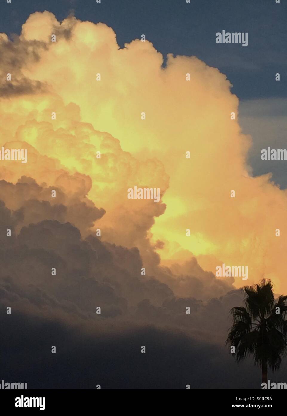 Sonnenuntergang leuchtende Wolke mit Palme Stockfoto