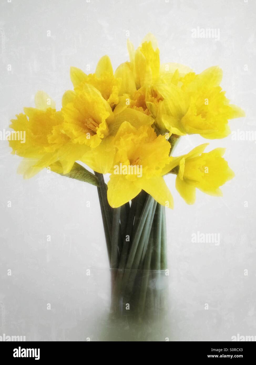 Reihe von hellen gelben Narzissen in einer Vase. - Smartphone-aufgenommenes Stockfoto