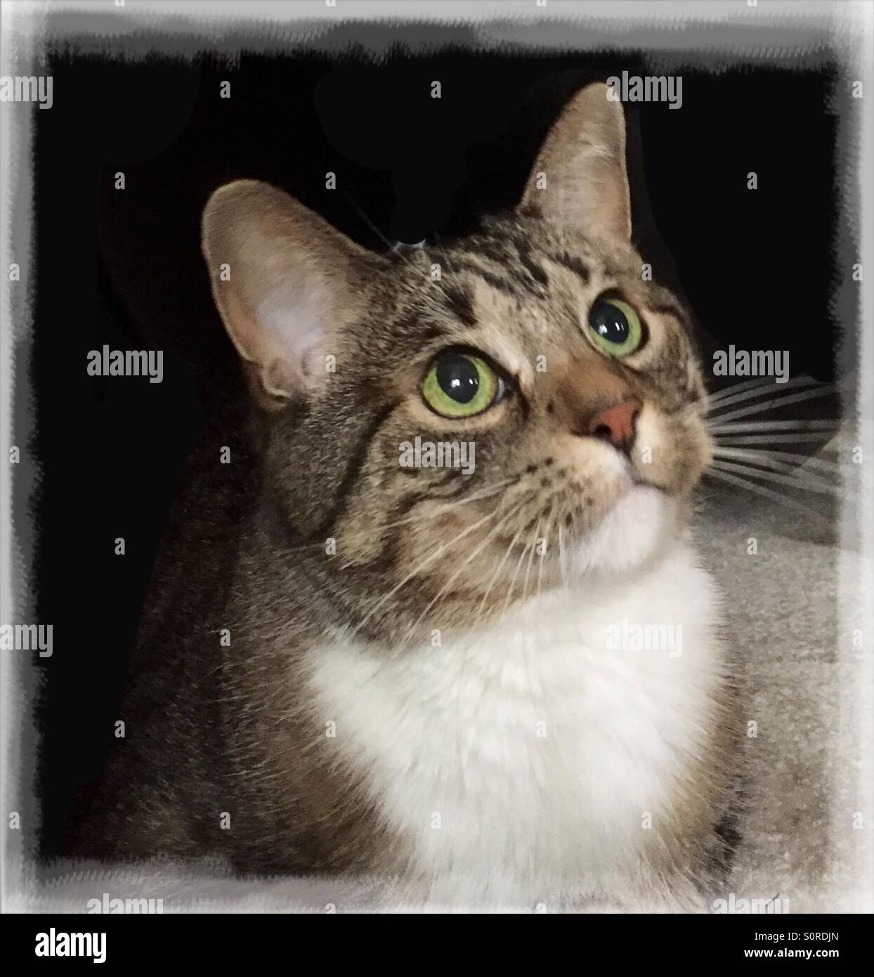 Inländische Tabby Katze mit großen grünen Augen Stockfotografie - Alamy