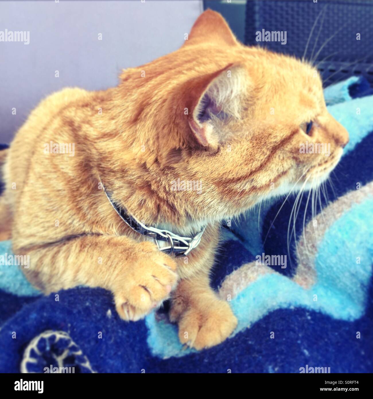 Abgelenkt Katze auf einer blauen Decke - Smartphone-aufgenommenes Stockfoto