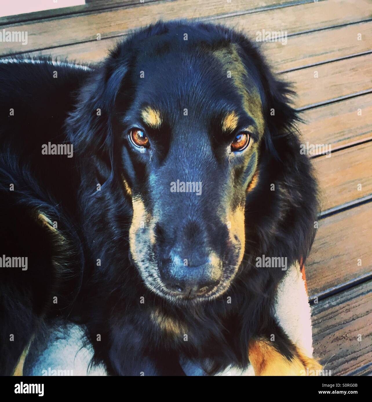 Welpen-Augen Stockfoto